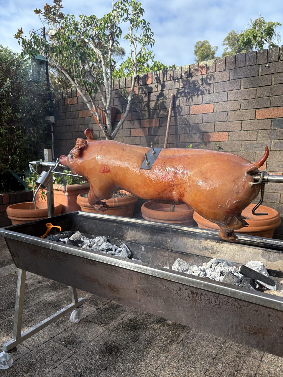 Whole pig roasting on the spit, golden crackling